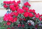 fleurs